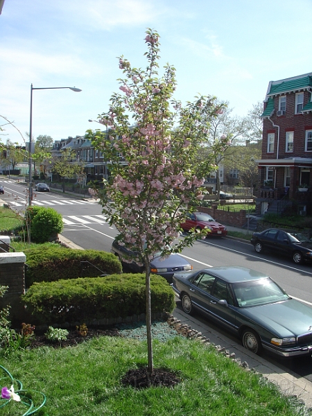 Kwanzan Cherry Tree 2007 02.jpg